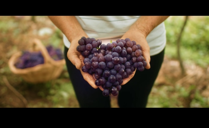 Filme oficial da Festa da Uva 2024 ressalta a cultura italiana e a diversidade da Serra Gaúcha 